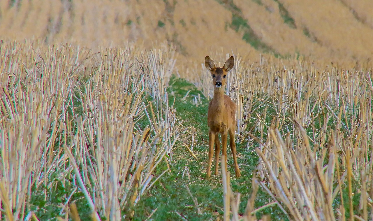 Wanneer mag een baby overstappen op gewone melk