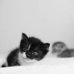 Hoe bereid je je voor op een pup of kitten? Tips voor een rustige start