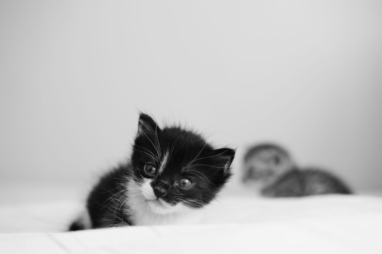 Hoe bereid je je voor op een pup of kitten? Tips voor een rustige start